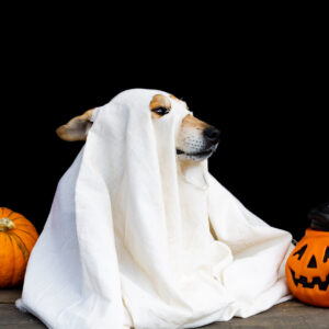 Dog Costumes